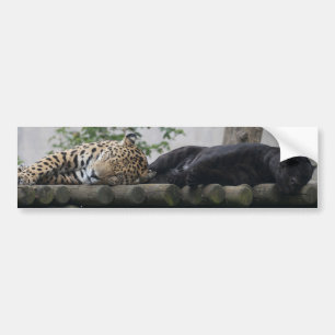 Sleeping Jaguars Bildekal