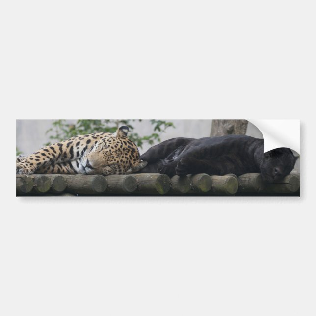 Sleeping Jaguars Bildekal (Framsidan)