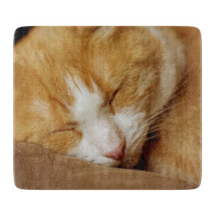 Sleeping Kitten