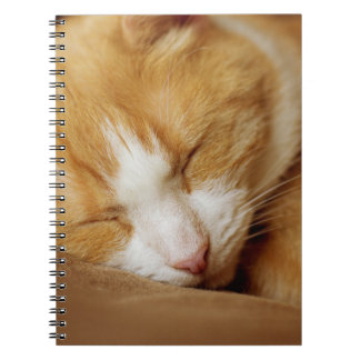 Sleeping Kitten Anteckningsbok