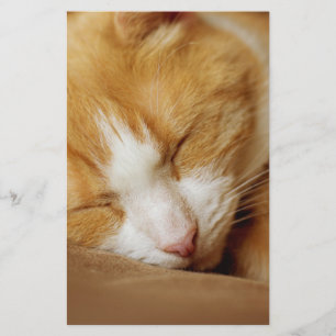 Sleeping Kitten Brevpapper