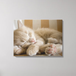 Sleeping Kitten Canvastryck