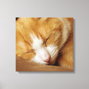 Sleeping Kitten Canvastryck