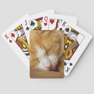 Sleeping Kitten Casinokort