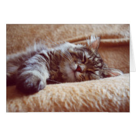 Sleeping Kitten Hälsningskort