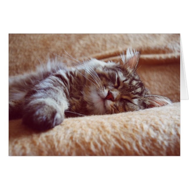 Sleeping Kitten Hälsningskort (Framsidan Horizontal)