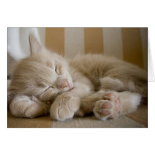 Sleeping Kitten Hälsningskort