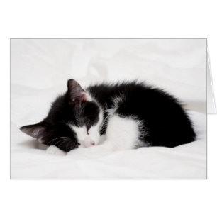 Sleeping Kitten Hälsningskort