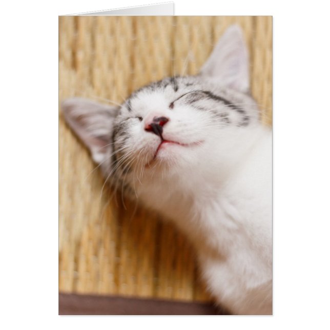 Sleeping Kitten Hälsningskort (Framsidan)