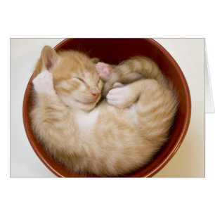 Sleeping Kitten Hälsningskort