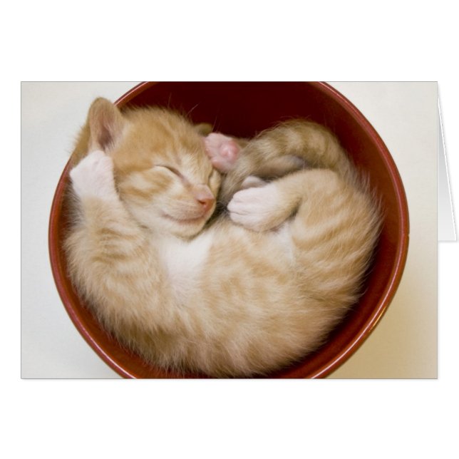Sleeping Kitten Hälsningskort (Framsidan Horizontal)