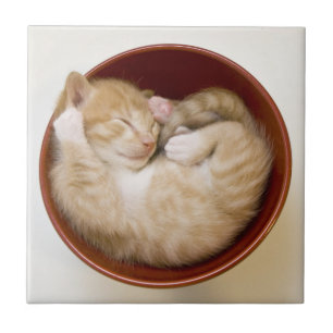 Sleeping Kitten Kakelplatta