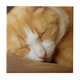 Sleeping Kitten Kakelplatta