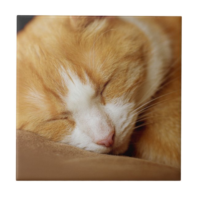 Sleeping Kitten Kakelplatta (Framsidan)