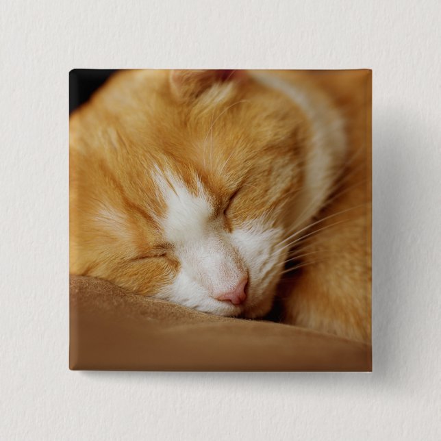 Sleeping Kitten Knapp (Framsida)