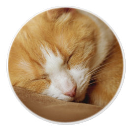 Sleeping Kitten Knopp