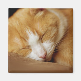 Sleeping Kitten Magnet