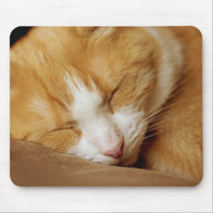 Sleeping Kitten Musmatta