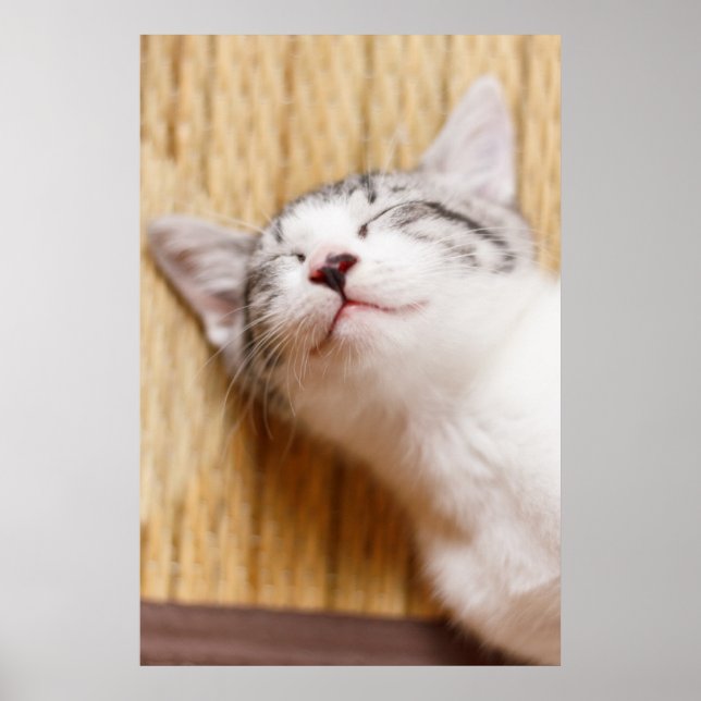 Sleeping Kitten Poster (Framsidan)