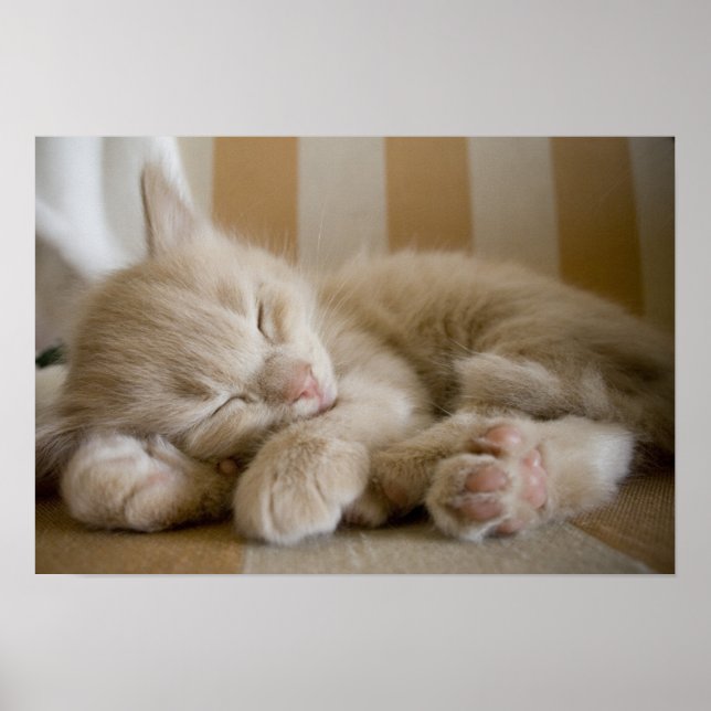 Sleeping Kitten Poster (Framsidan)