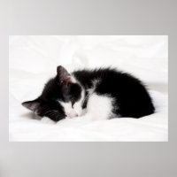 Sleeping Kitten