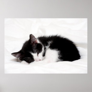 Sleeping Kitten Poster