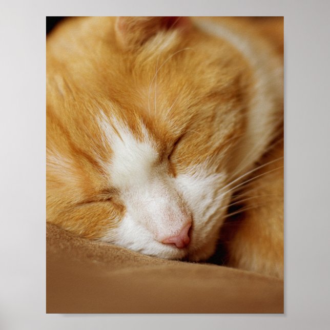 Sleeping Kitten Poster (Framsidan)