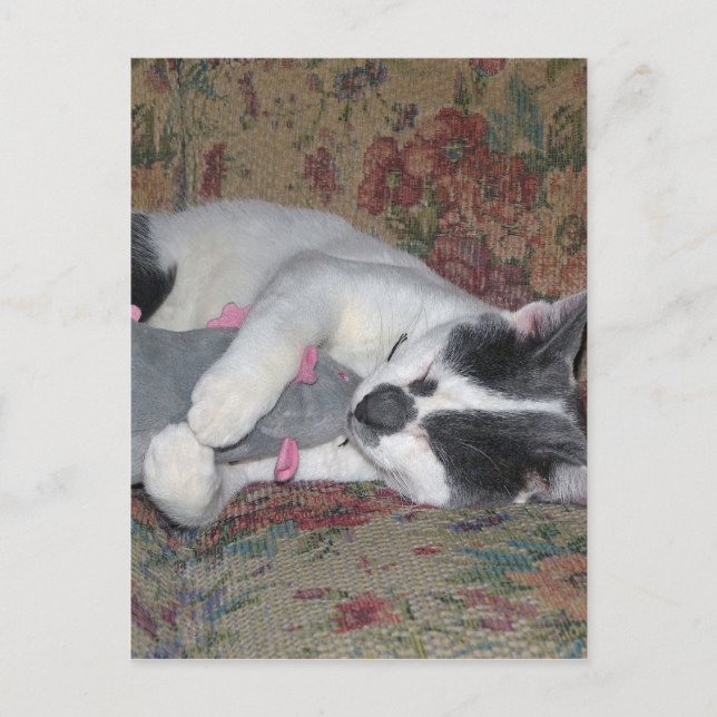 Sleeping Kitten Vykort (Framsida)