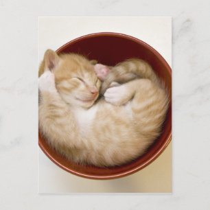 Sleeping Kitten Vykort