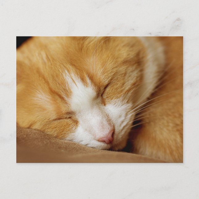Sleeping Kitten Vykort (Framsida)