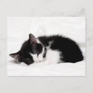 Sleeping Kitten Vykort