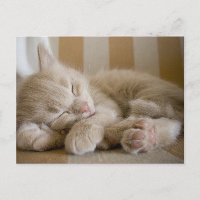 Sleeping Kitten Vykort (Framsida)