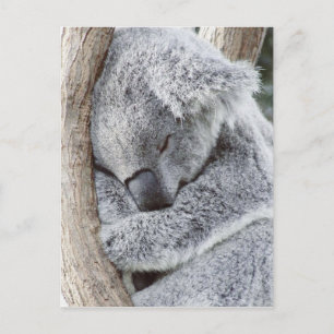 Sleeping koala baby vykort