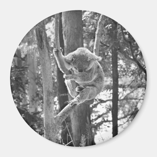 Sleeping Koala Bear ~ Magnet (Framsidan)