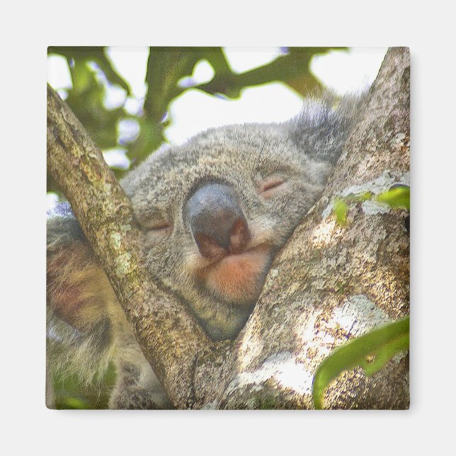 Sleeping Koala Bear Magnet (Framsidan)