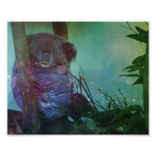 "Sleeping Koala" Fototryck