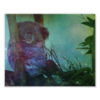"Sleeping Koala" Fototryck