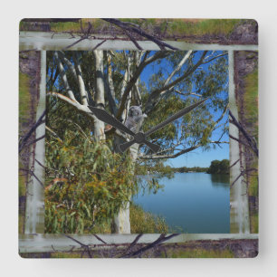 Sleeping Koala in Träd over River Fyrkantig Klocka