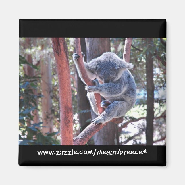Sleeping Koala Magnet (Framsidan)
