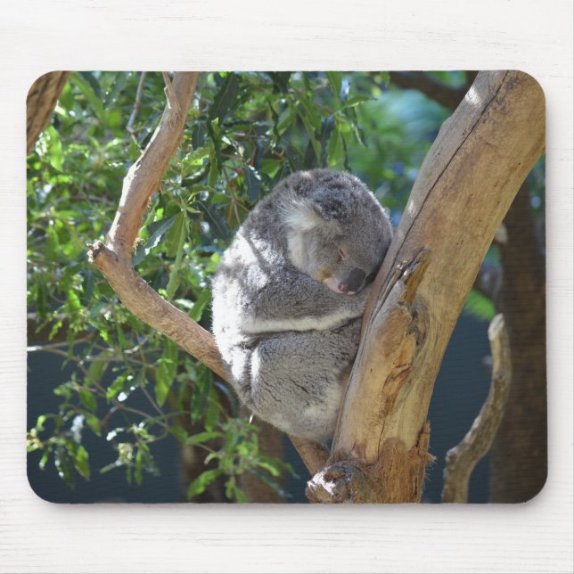 Sleeping Koala Photo Musmatta (Framsidan)