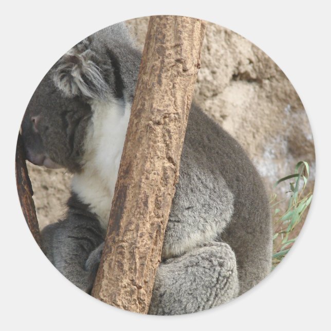 Sleeping Koala Runt Klistermärke (Framsida)