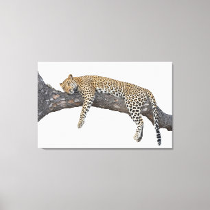 Sleeping Leopard Canvastryck