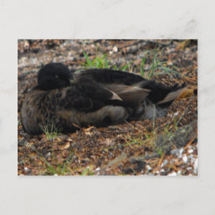 Sleeping Mallard Anka Vykort