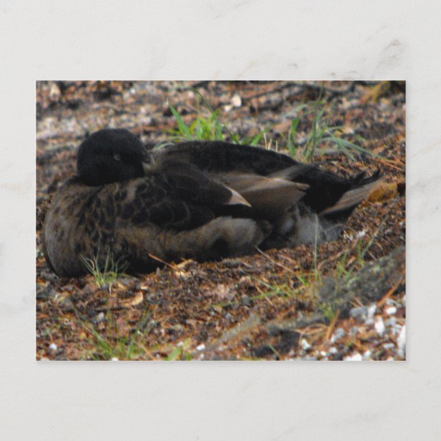 Sleeping Mallard Anka Vykort (Framsida)