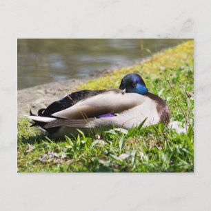 Sleeping Mallard Vykort