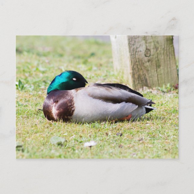 Sleeping Mallard Vykort (Framsida)