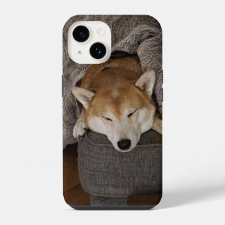 Sleeping Shiba Inu