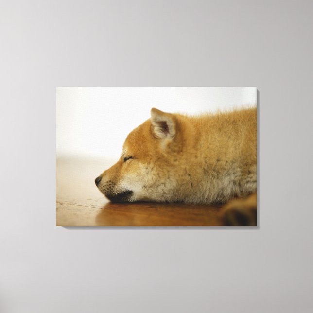 Sleeping Shiba-ken Canvastryck (Framsida)