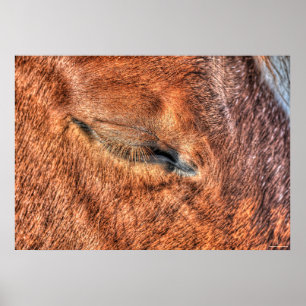 Sleeping Sorrel Horse Öga och Lash Photo Study Poster
