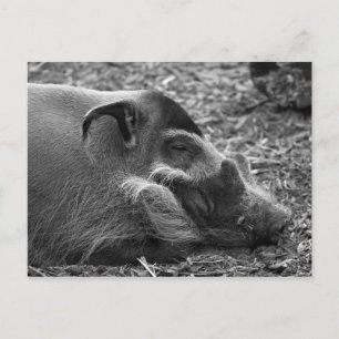 "Sleeping vietnamese Hog" Vykort
